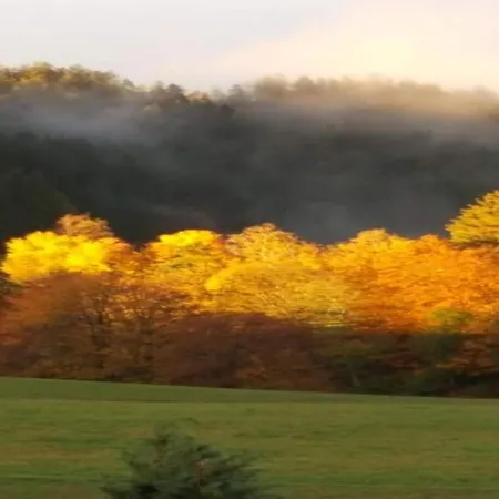 Charming In The Black Forest *