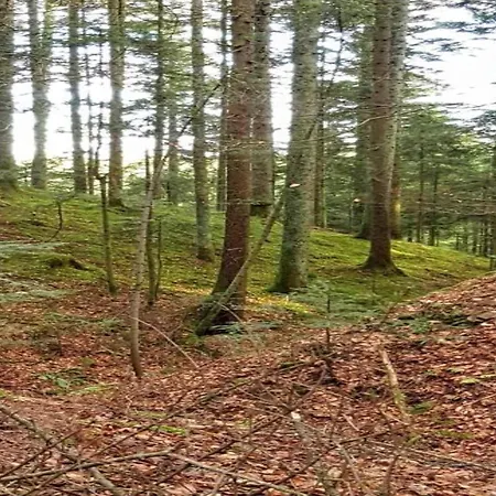 Apartament In Nahe Skipisten Lauterbach (Baden-Wurttemberg)